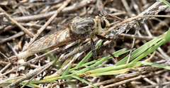 Proctacanthus duryi