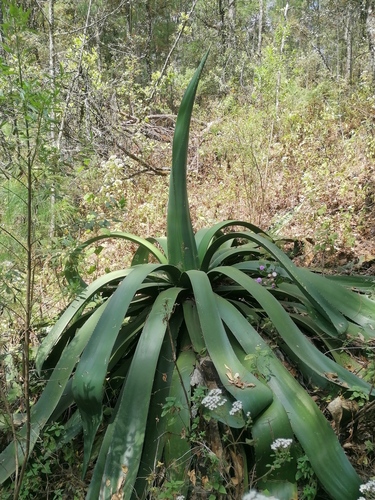 Agave hookeri