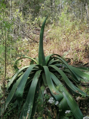 Agave hookeri