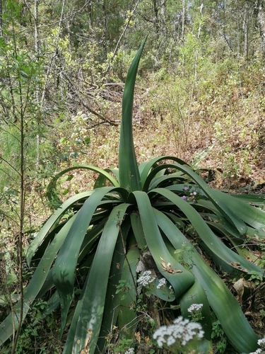 Agave hookeri