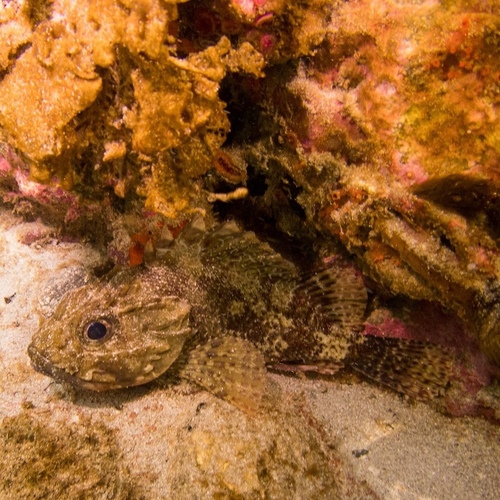 Southern Red Scorpionfish