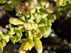 Ericameria cuneata cuneata