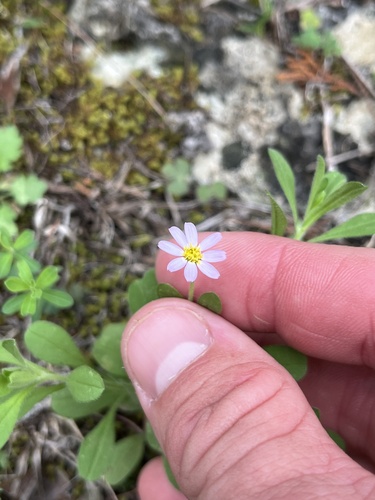 Hairy Leastdaisy (Chaetopappa bellidifolia)