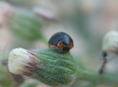 Parexochomus nigromaculatus