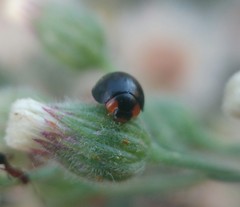 Parexochomus nigromaculatus