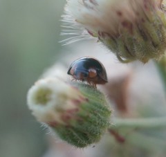 Parexochomus nigromaculatus