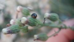 Parexochomus nigromaculatus