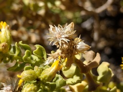 Ericameria cuneata cuneata