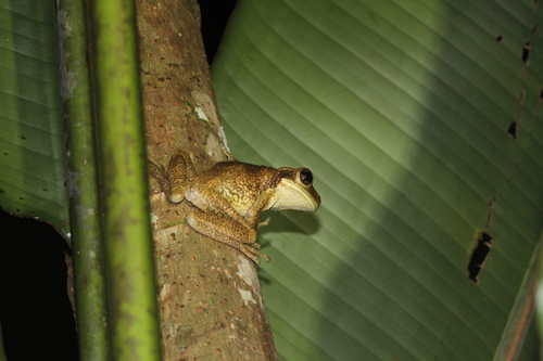 Central American Milk Frog