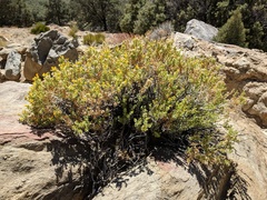 Ericameria cuneata cuneata