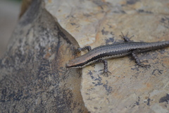 Notomabuya frenata