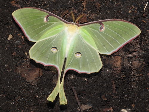 Luna moth