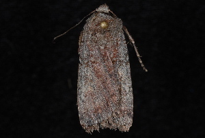 Euxoa bicollaris