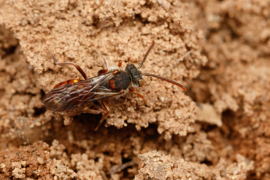 Nomada perplexa