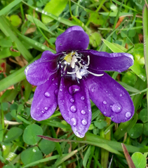 Sparaxis grandiflora