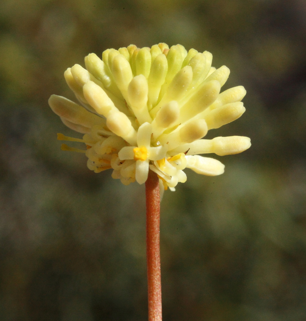 Stirlingia abrotanoides