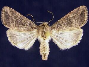 Anhimella pacifica