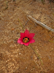 Romulea pudica