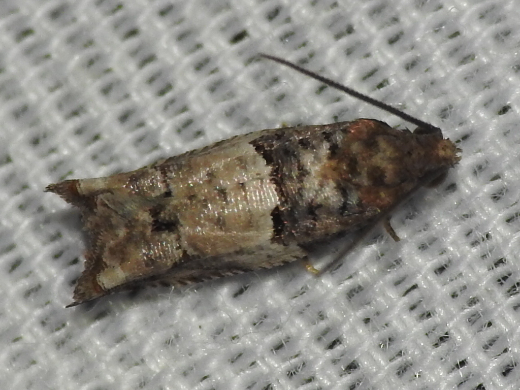 Winterberry Moth
