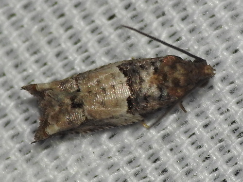 Winterberry Moth