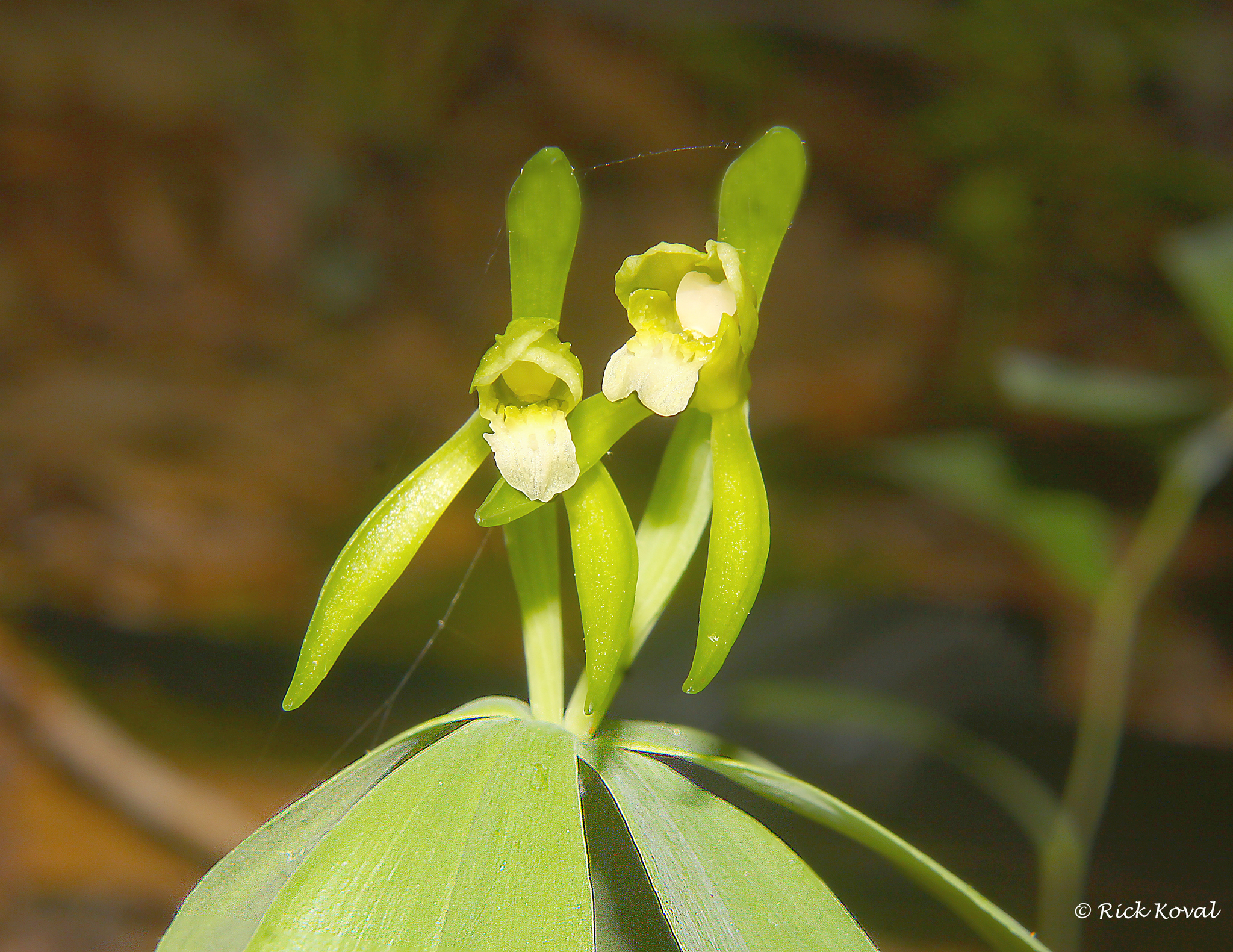 Isotria medeoloides