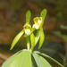 Small Whorled Pogonia - Photo (c) rkluzco, some rights reserved (CC BY-NC)