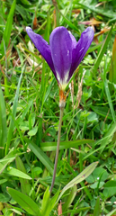 Sparaxis grandiflora