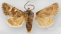 Psammopolia ochracea