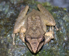 Pristimantis w-nigrum