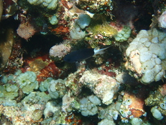 Pycnochromis margaritifer