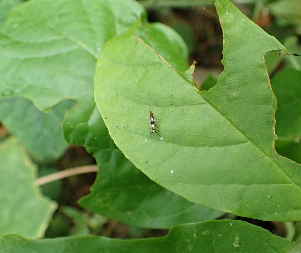 Butterflies and Moths from Bundibugyo, Uganda on February 10, 2023 at