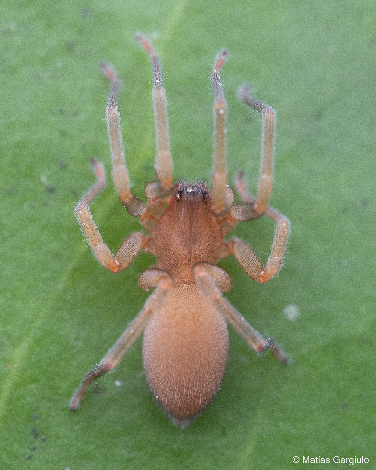 Goblin Spiders and Allies (Superfamily Dysderoidea