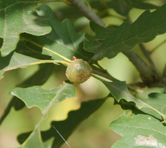 Andricus infectorius