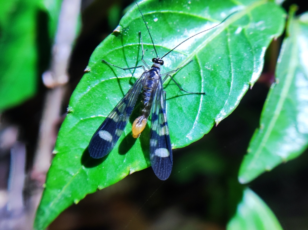 Neopanorpa pulchra