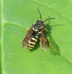 Paranthidium jugatorium