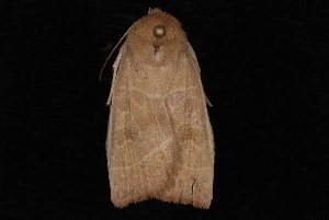 Ipimorpha nanaimo