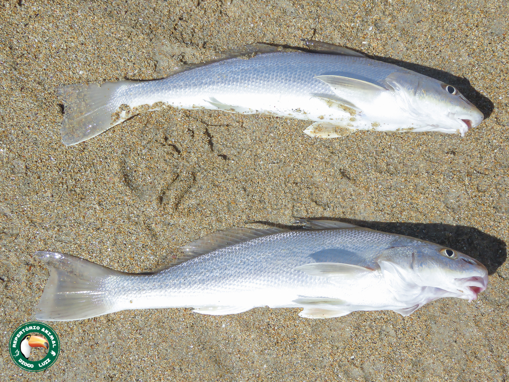 Cuiara Kingcroaker