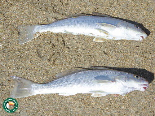Cuiara Kingcroaker