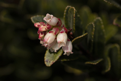 Vaccinium floribundum image