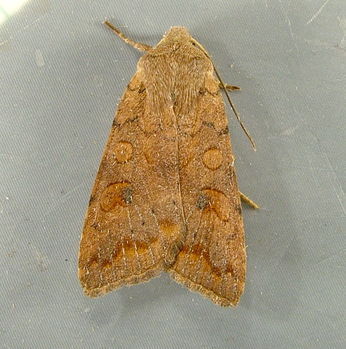 Shield-backed Cutworm Sunira decipiens (Grote, 1881)