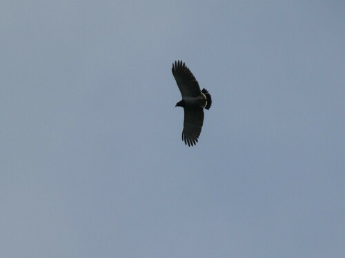 Barred Hawk (Morphnarchus princeps), photo 9
