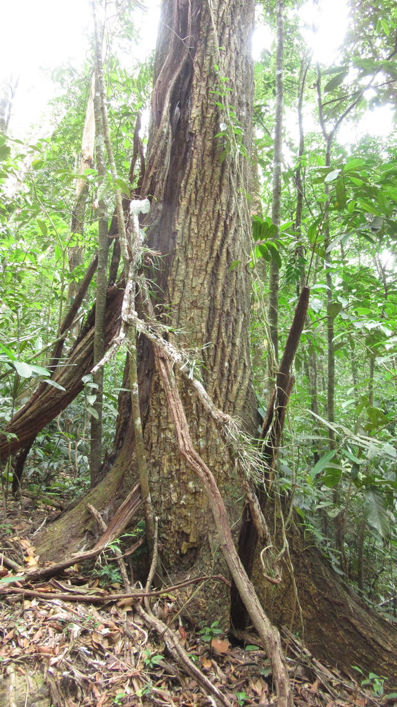 Calophyllum longifolium from Chagres, PA-PN-PA, PA-PN, PA on March 4 ...