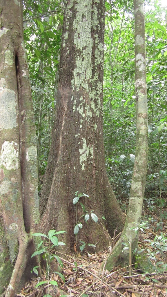 balatá from Chagres, PA-PN-PA, PA-PN, PA on March 4, 2023 by Richard ...