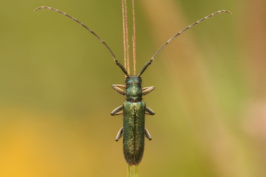 Agapanthia violacea