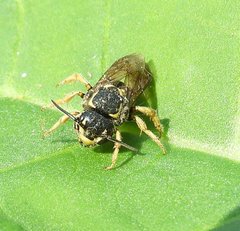 Paranthidium jugatorium