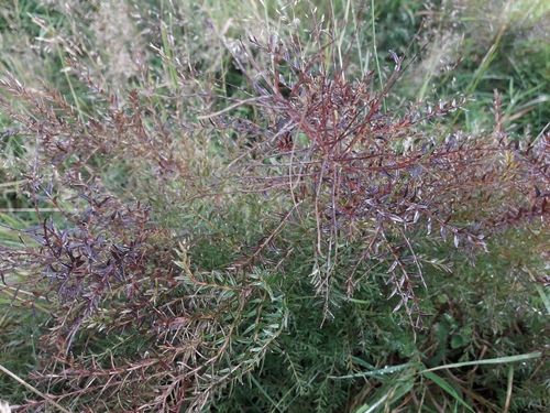 Coriaria angustissima (Coriaria angustissima)