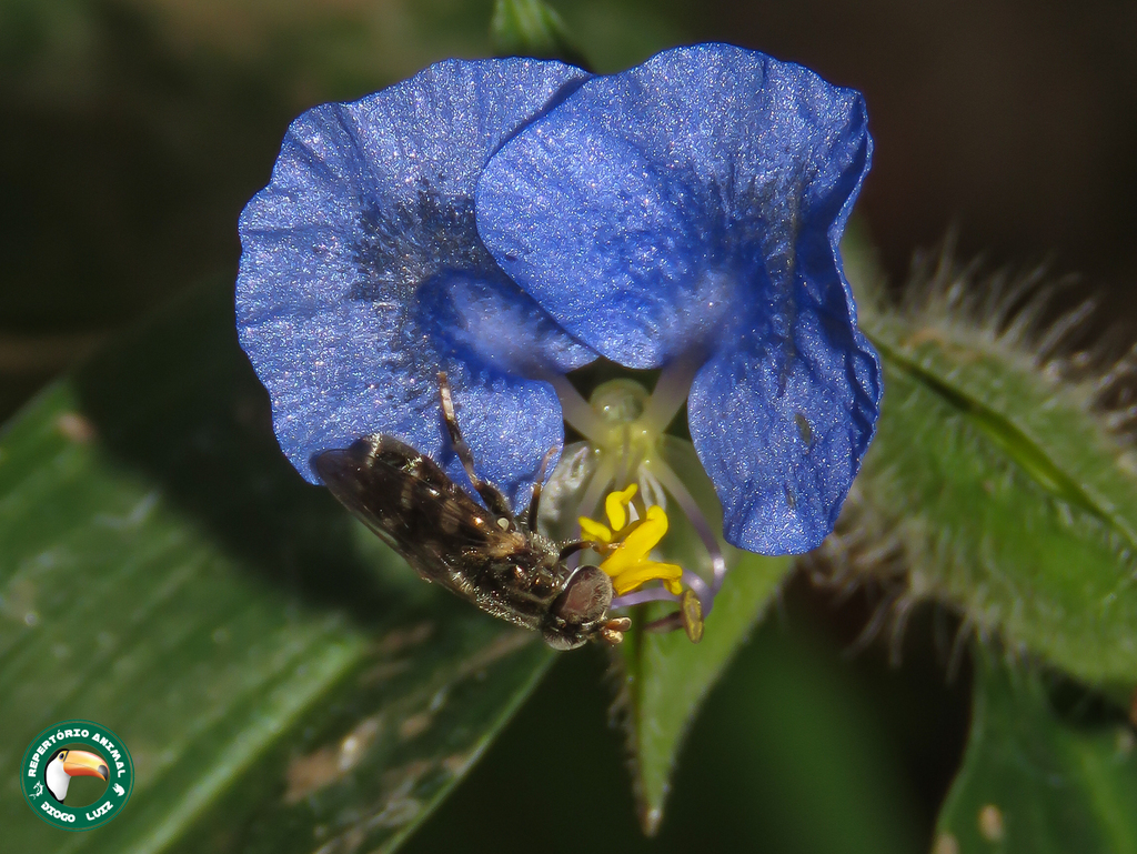 Syrphid fly