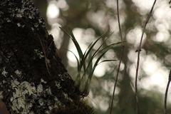 Prosthechea pastoris, photograph (c) Carlos Domínguez-Rodríguez, some rights reserved (CC BY)