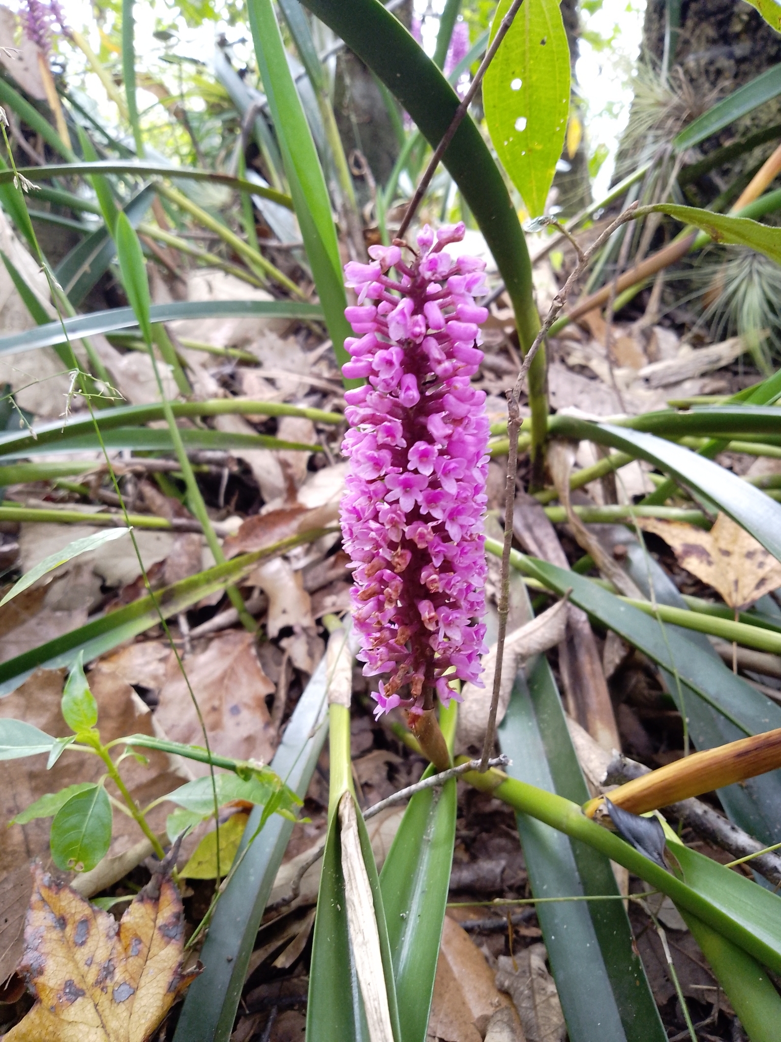 Imagem de Orquídea gigante
