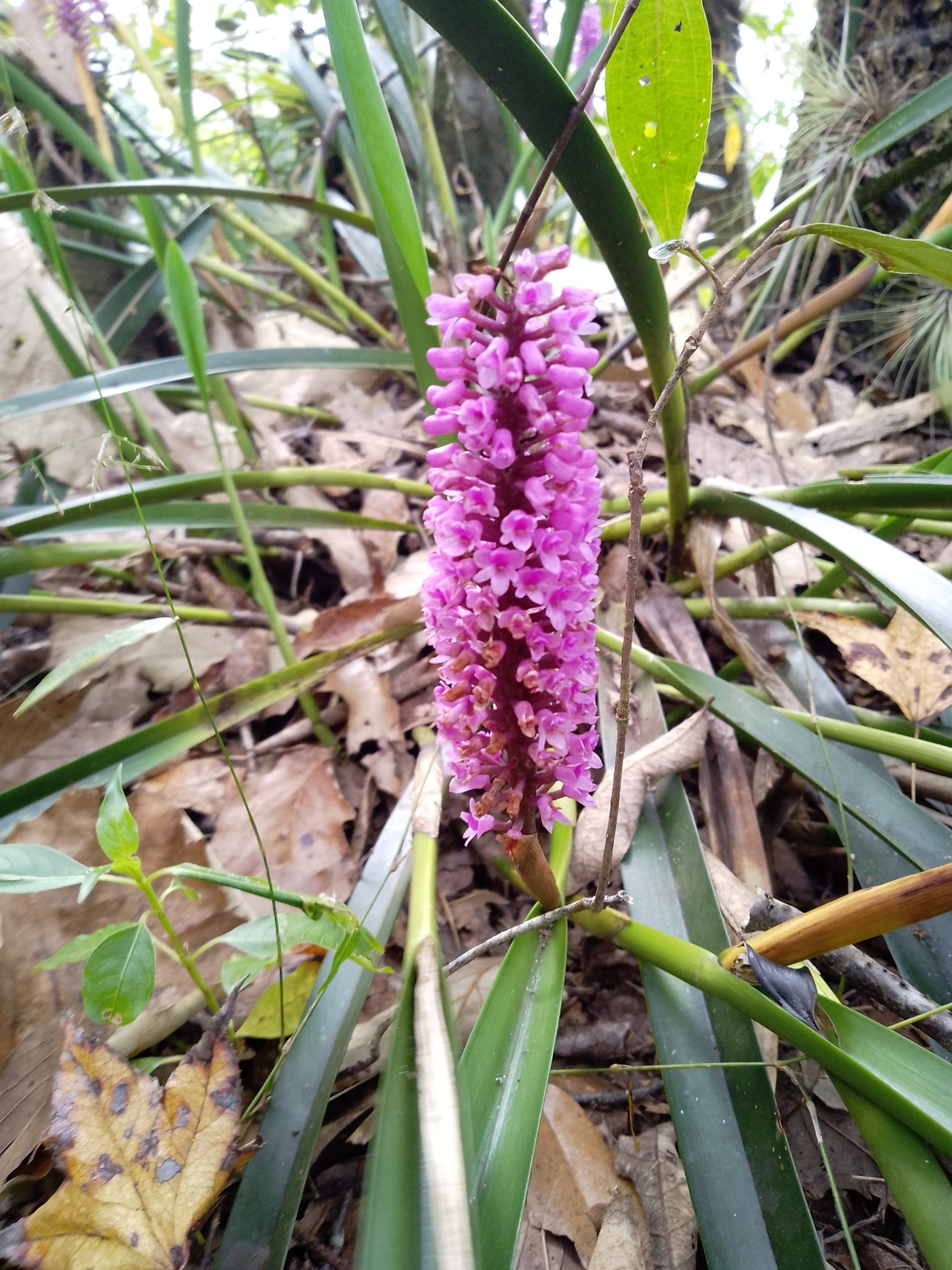 Imagem de Orquídea gigante